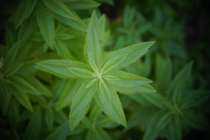 Lemon Verbena, Cut, Sifted
