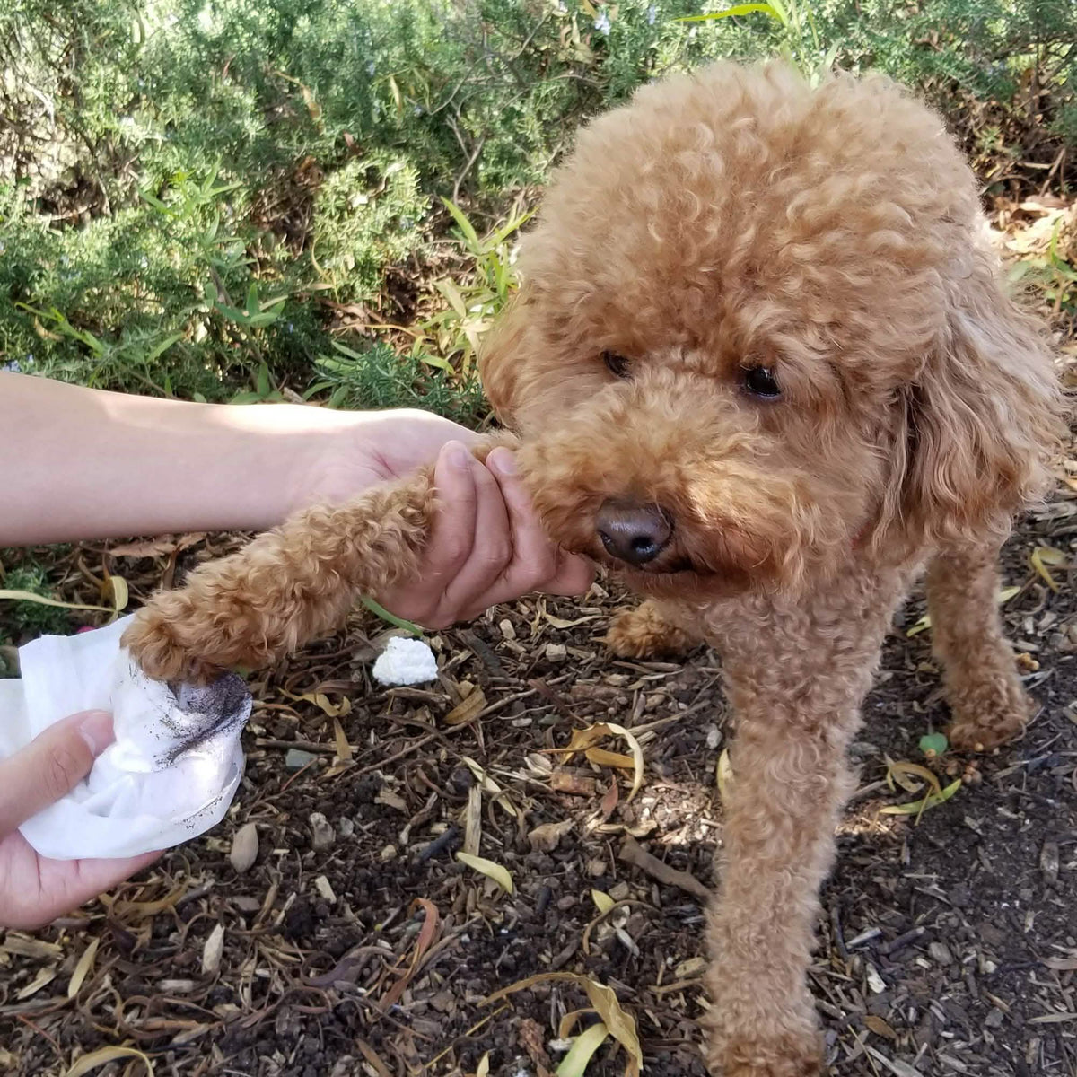 Paws & Pals Pet Grooming Wipes Hypo-Allergenic Cleansing and Deodorizing